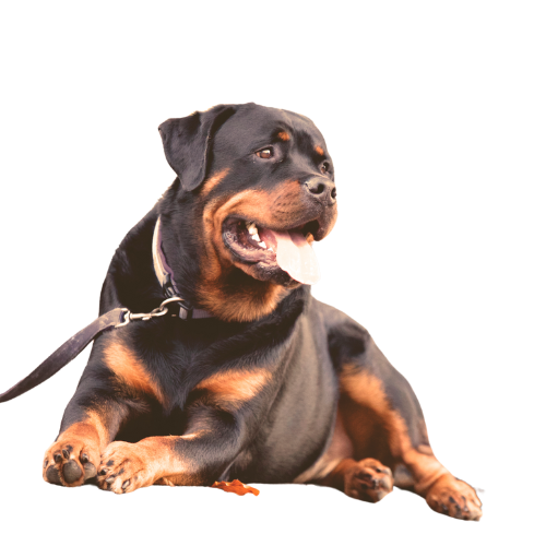 securite-canine